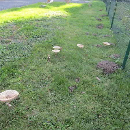 Rekreacni Dum Levandule * Jince