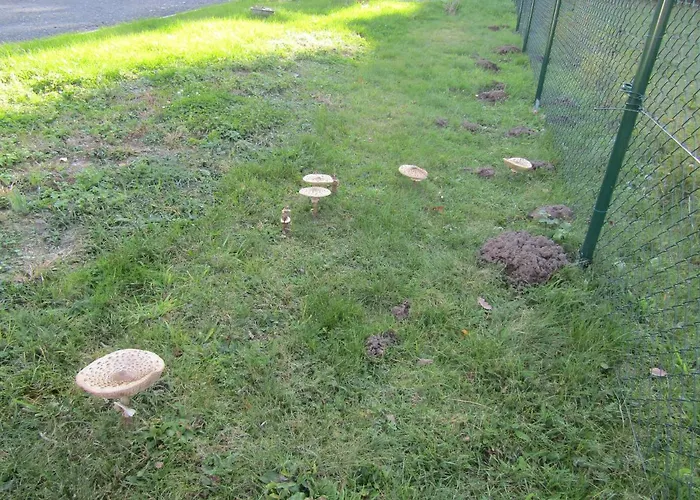 Rekreacni Dum Levandule * Jince